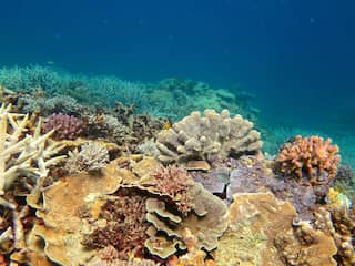 Koralen zien plastic aan voor voedsel door specifieke chemicaliën