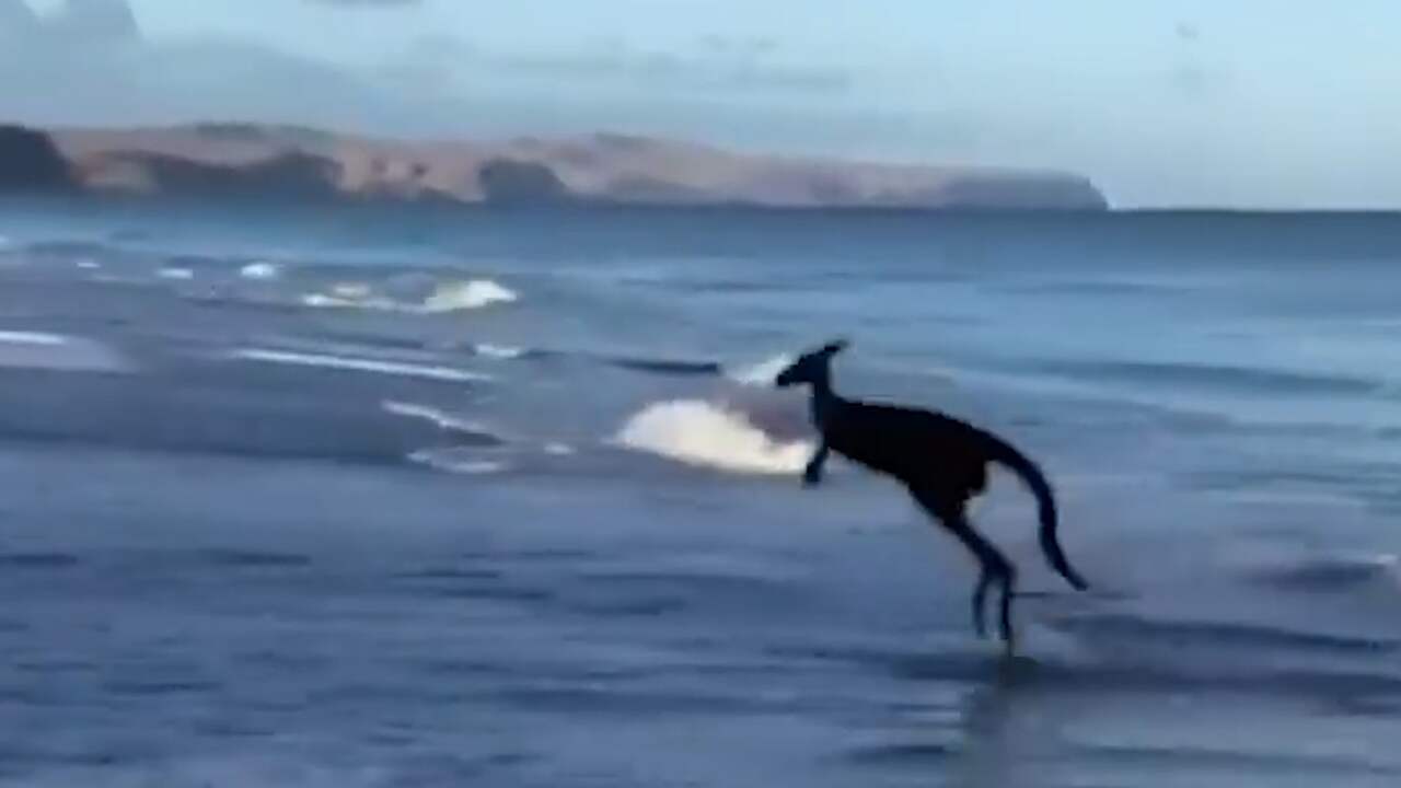 Beeld uit video: Kangoeroe neemt verfrissende duik in zee Australië