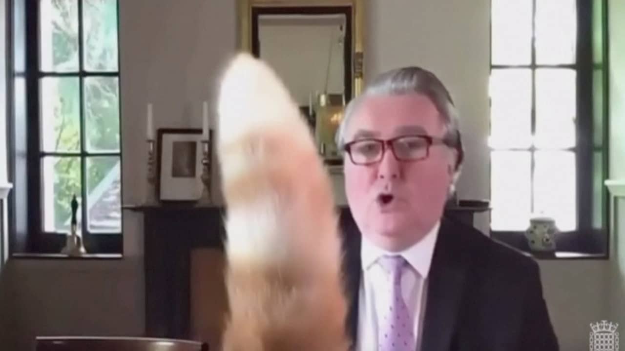 Beeld uit video: Kat van Britse politicus verstoort online vergadering
