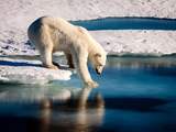 Woensdag 14 september: Een ijsbeer op de Noordpool test de sterkte van het ijs.