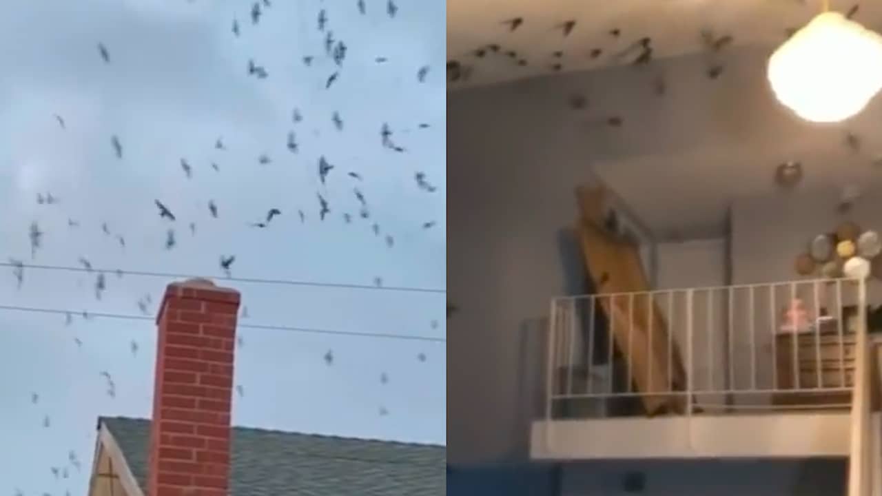 Beeld uit video: Honderden vogels vliegen Amerikaans huis binnen