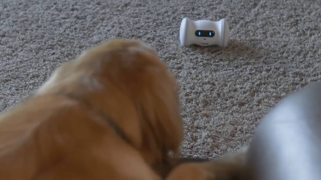 Beeld uit video: Robot houdt huisdier in beweging als eigenaar weg is