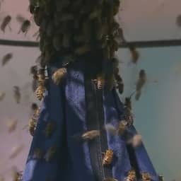 Video | Zwerm bijen legt partij tussen Alcaraz en Zverev plat