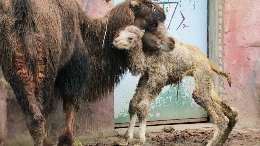 Opeens kameeltje geboren in Dierenpark Amersfoort