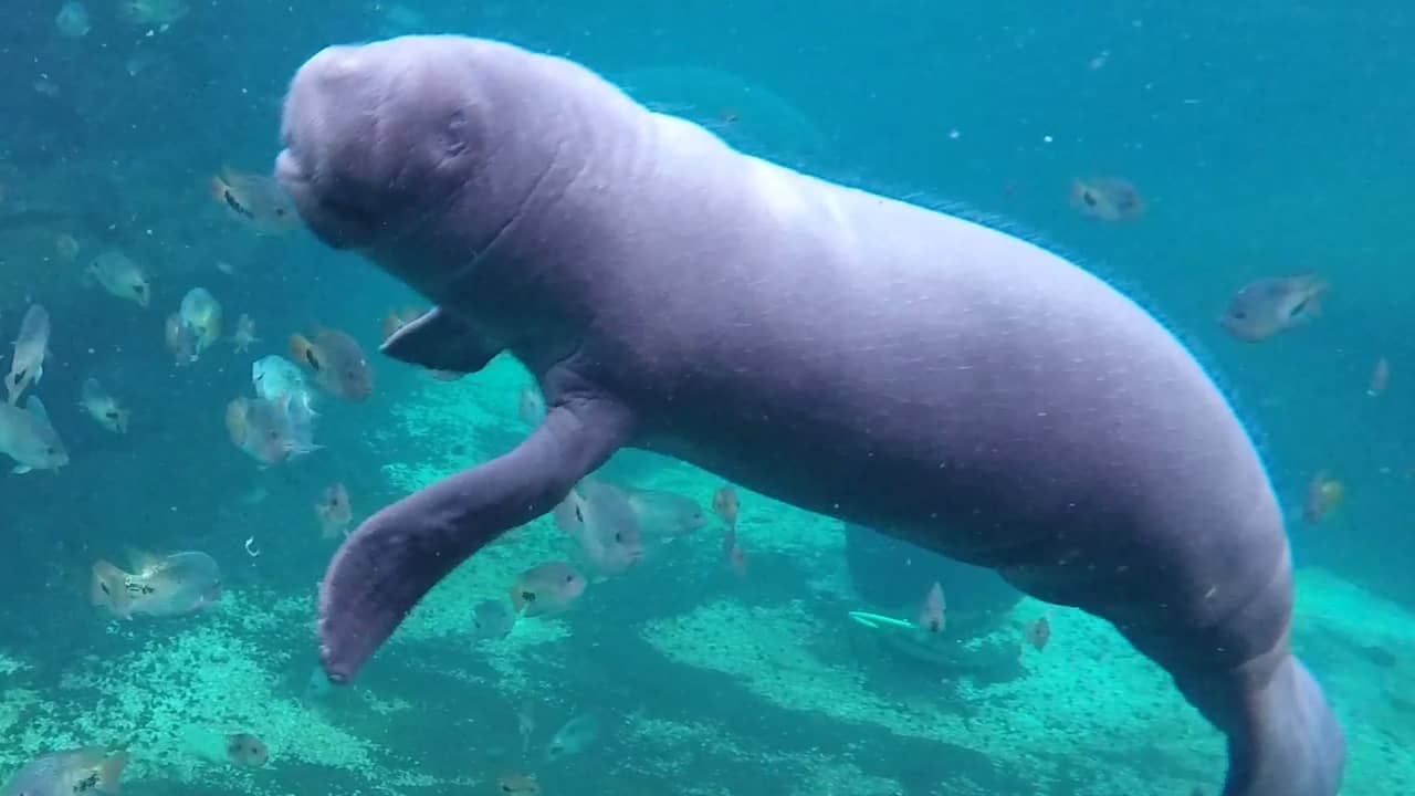 Beeld uit video: Burgers’ Zoo deelt eerste beelden pasgeboren zeekoe