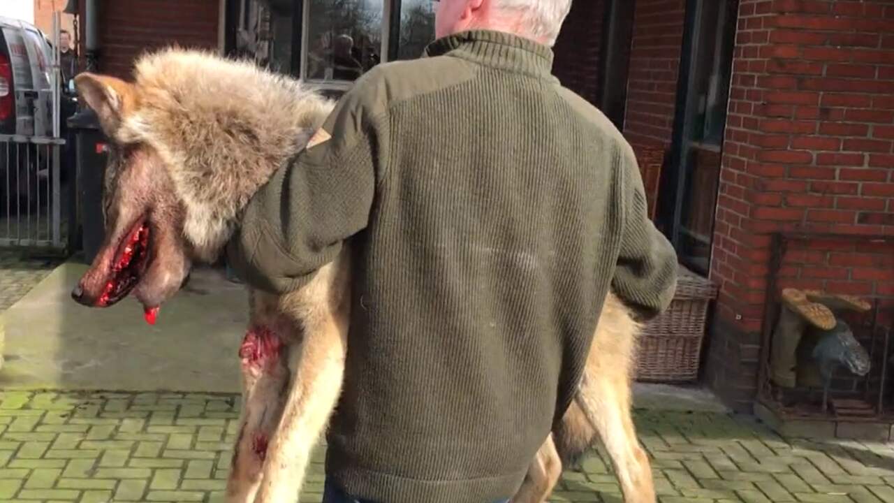 Beeld uit video: Doodgereden wolf onderweg naar faculteit Diergeneeskunde Utrecht