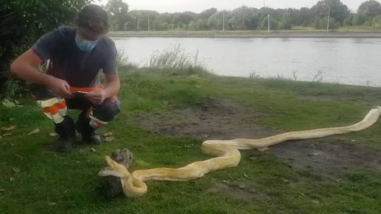 Beeld uit video: Vrienden vissen dode slang van 4 meter lang uit kanaal in België