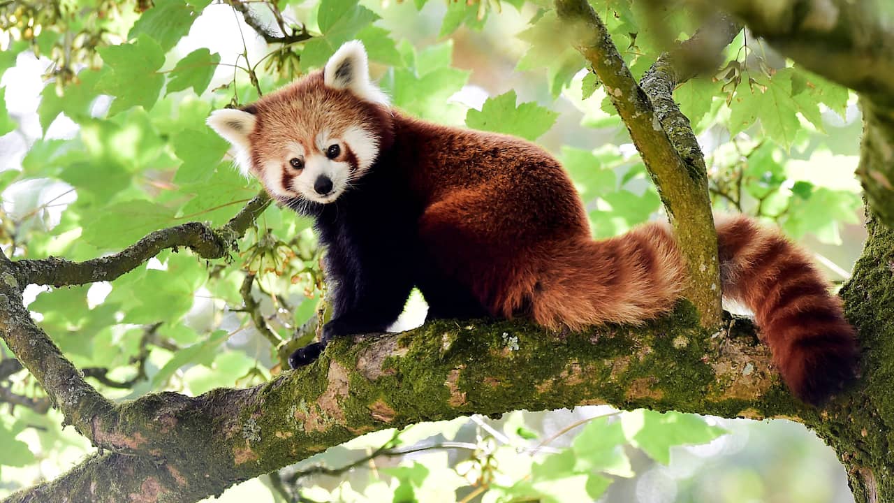 Bot Gooi enkel en alleen Onderzoek: Er zijn niet één, maar twee soorten rode panda's | Dieren | NU.nl