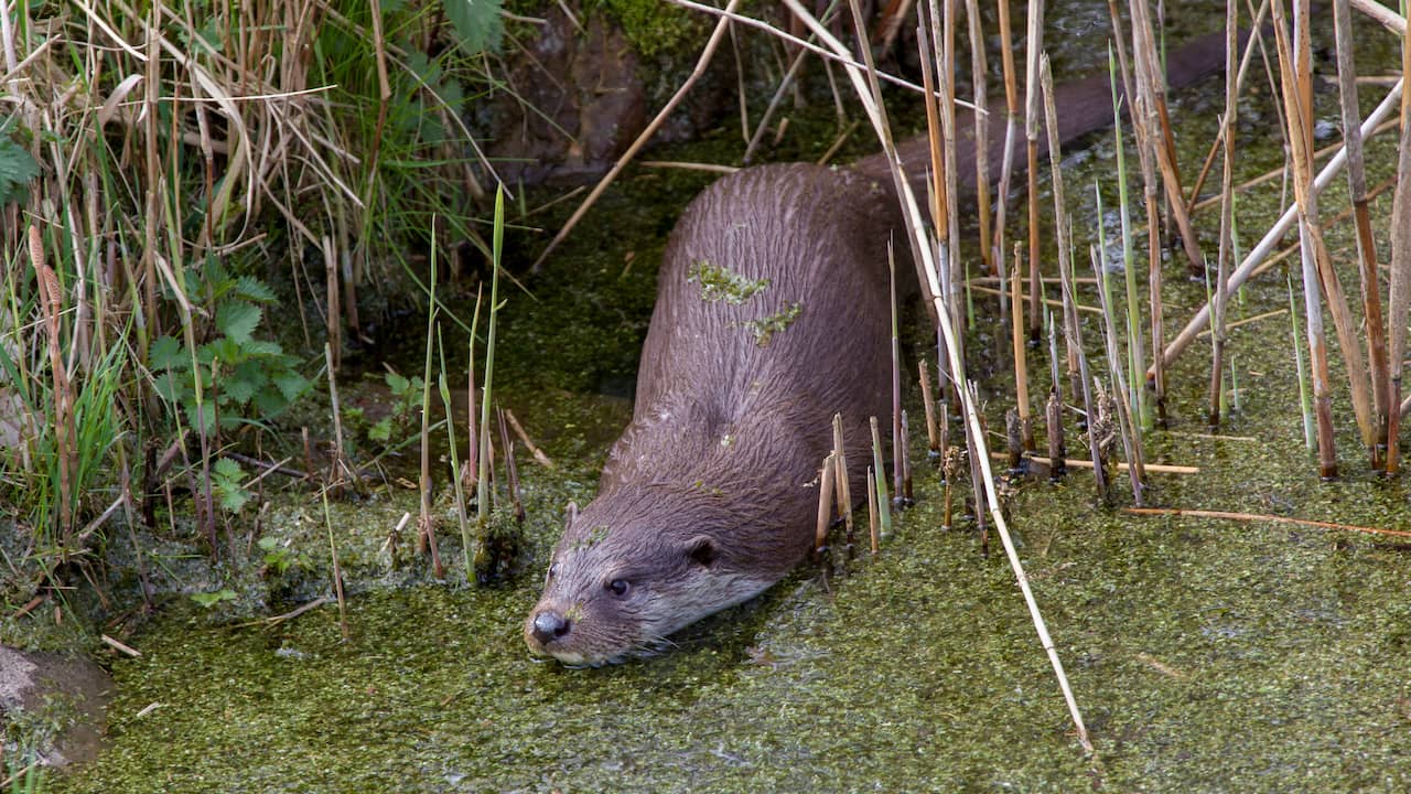 Jan and Leon are the first otters in Krimpenerwaard for fifty years |  animals