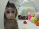 Wetenschappers klonen voor het eerst apen