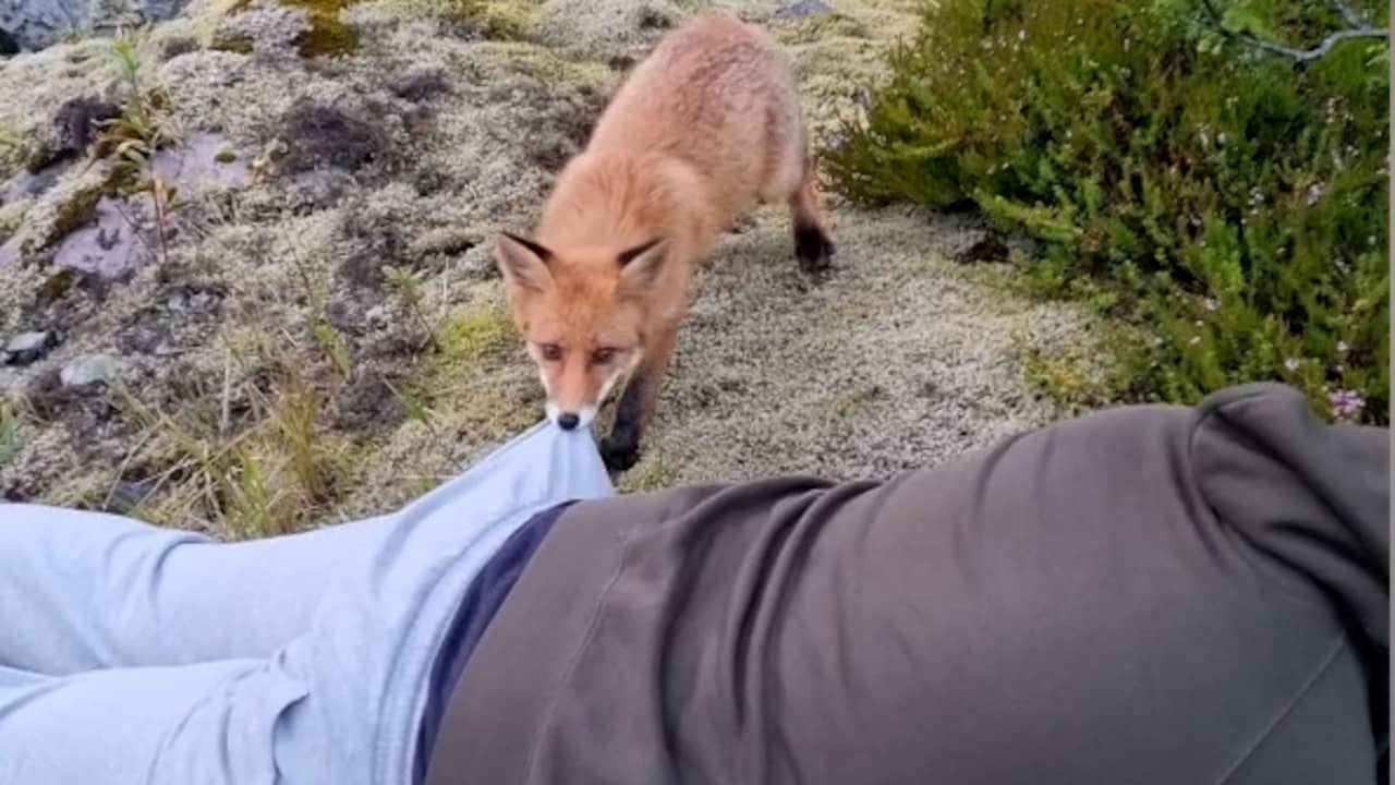 Beeld uit video: Nieuwsgierige vos trekt Noorse fotograaf aan broek