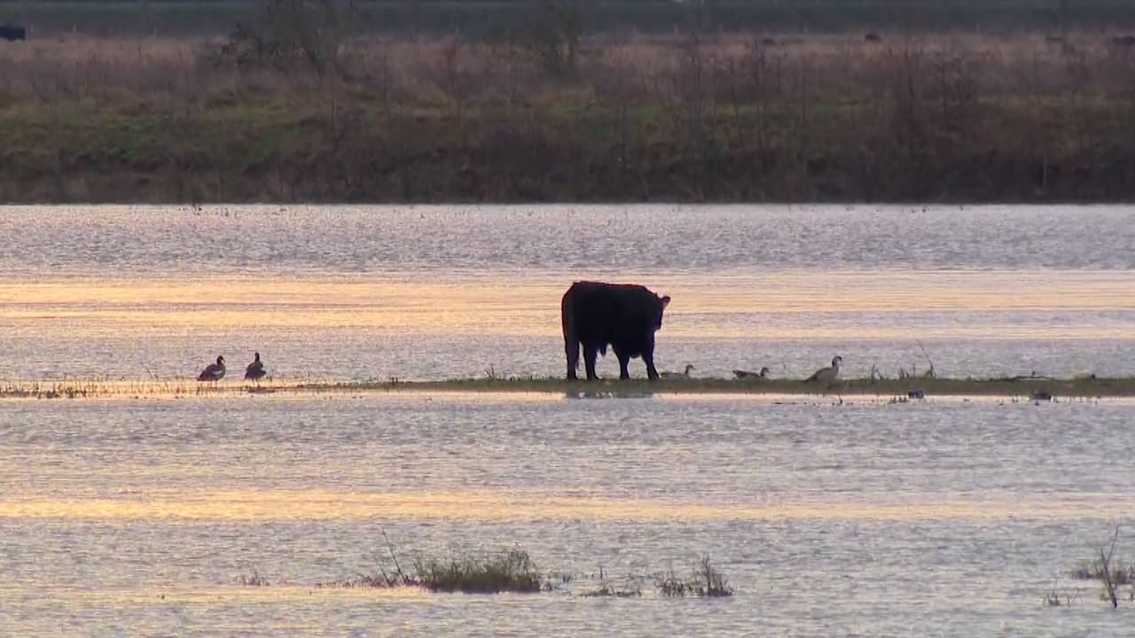 Beeld uit video: Stier gestrand op 'eilandje' door hoge waterstand van de Maas