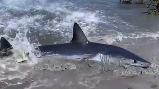 Meterslange haai aangespoeld in New York