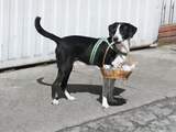 Goed nieuws: Positieve testresultaten coronavaccin | Hond doet boodschappen