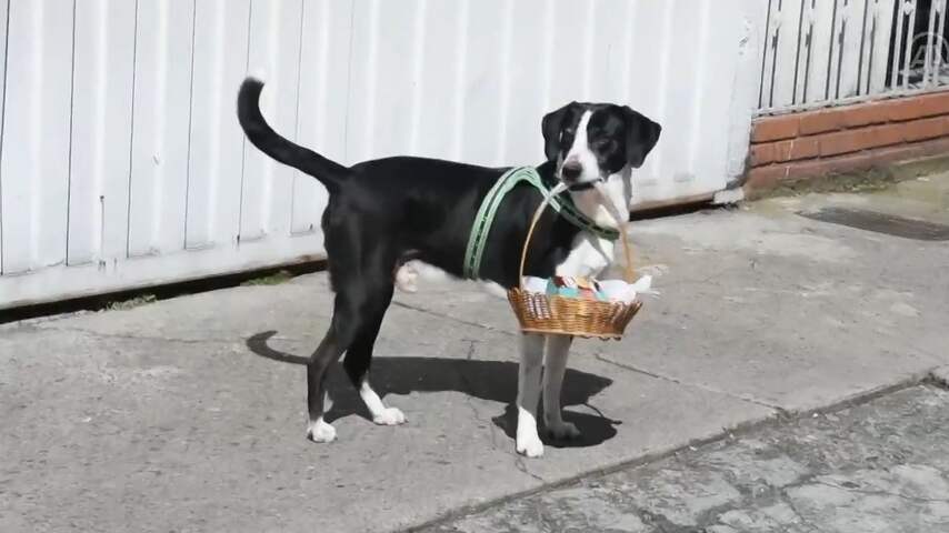 Hond doet boodschappen
