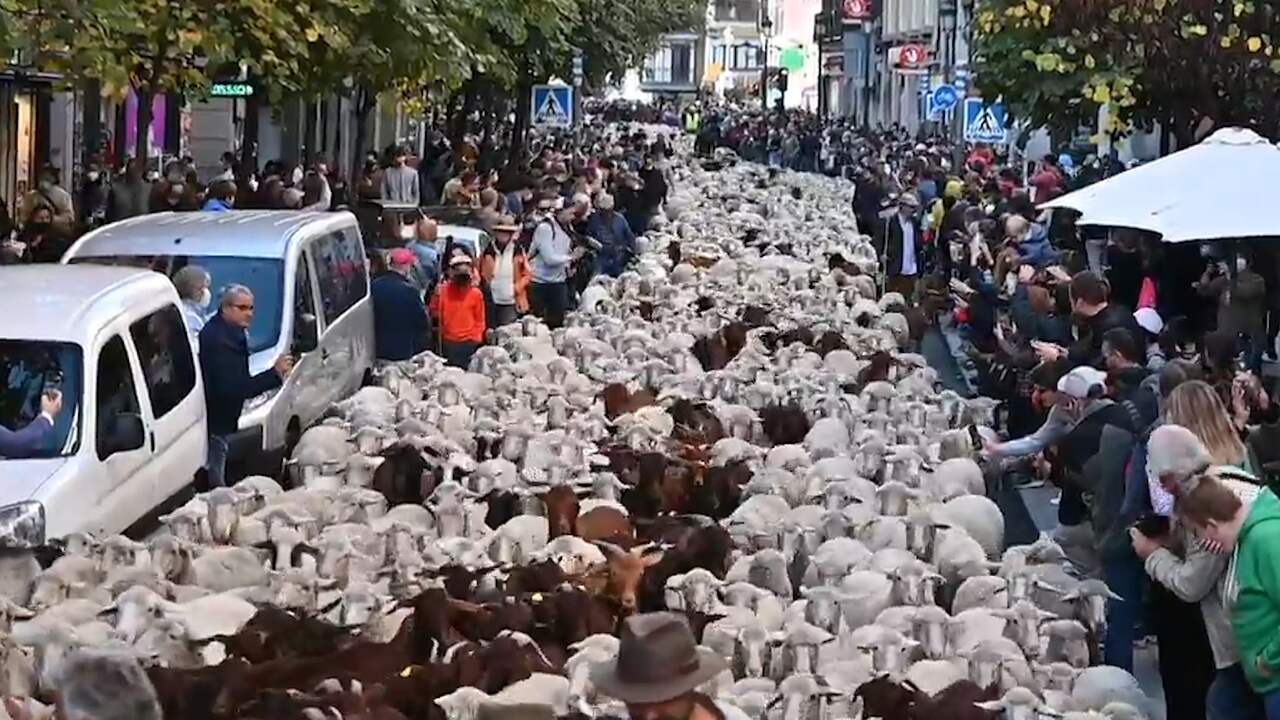 Beeld uit video: Duizend schapen en honderd geiten trekken door Madrid