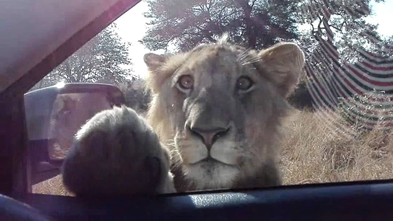 leeuw inspecteert auto van bezoekers aan krugerpark in zuid afrikaleeuw inspecteert auto van bezoekers aan krugerpark in zuid afrika