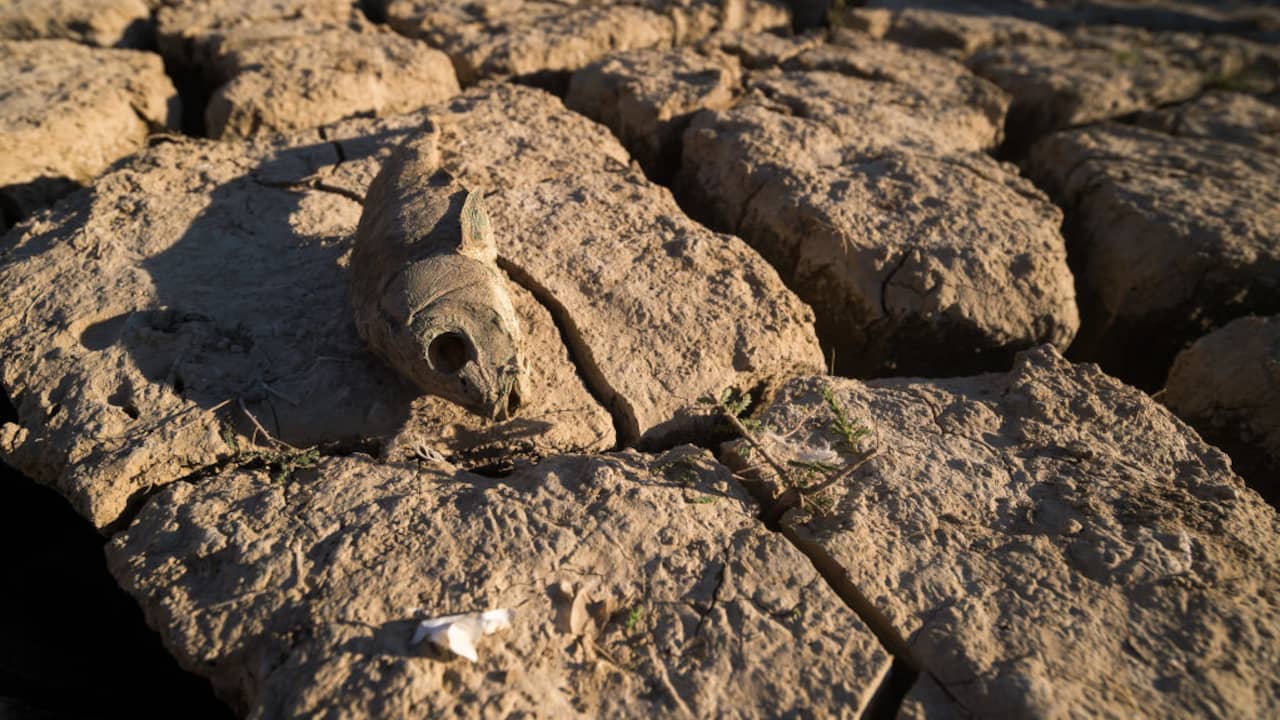 “Spanish Authorities Rescue Native Fish Species from a Dried-Up River due to Climate Change”