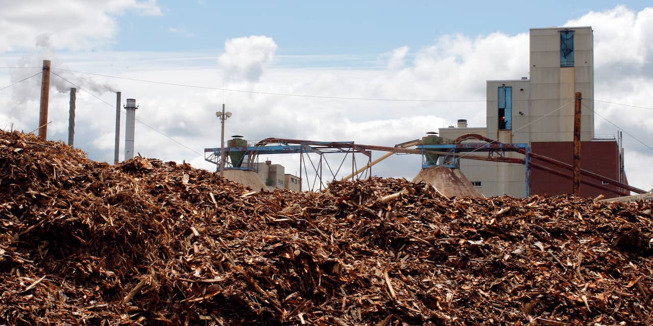 SER adviseert om biomassa niet meer te gebruiken voor stroom en warmte