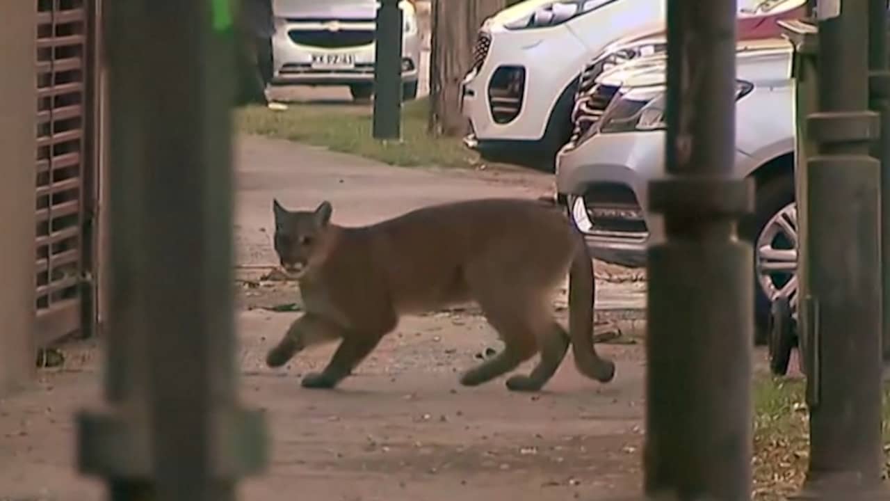Beeld uit video: Wilde dieren profiteren van lockdown en duiken op in steden