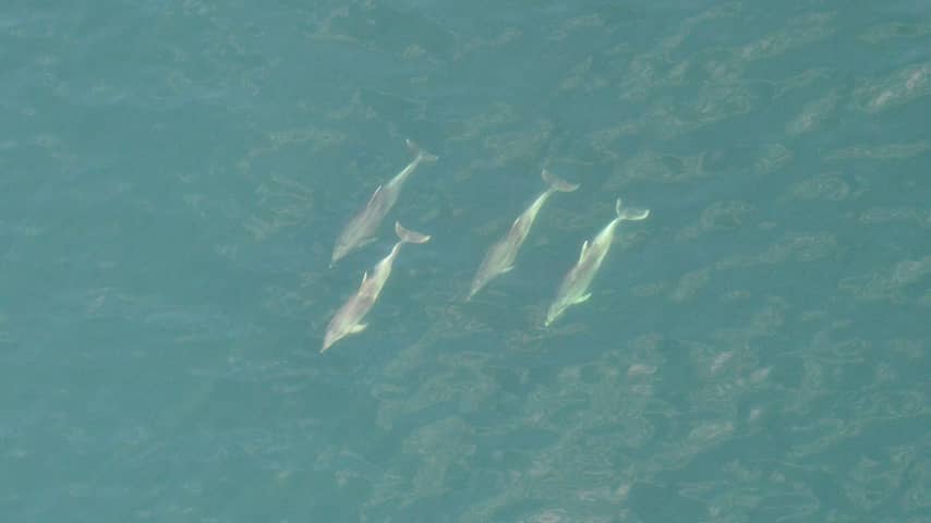 Ruim twintig dolfijnen gezien voor Belgische kust