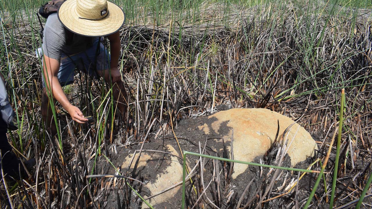 New Easter Island statue discovered in dried up crater: ‘Exceptional find’ |  Science