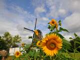 Zaterdag 25 juli: Een mooi plaatje uit Zuidoost-Brabant: zonnebloemen met op de achtergrond een molen.