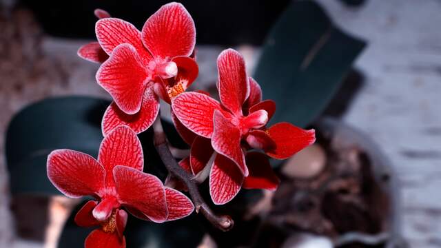 Bloem gemaakt van de knollen van orchideeën mag ons land niet in.