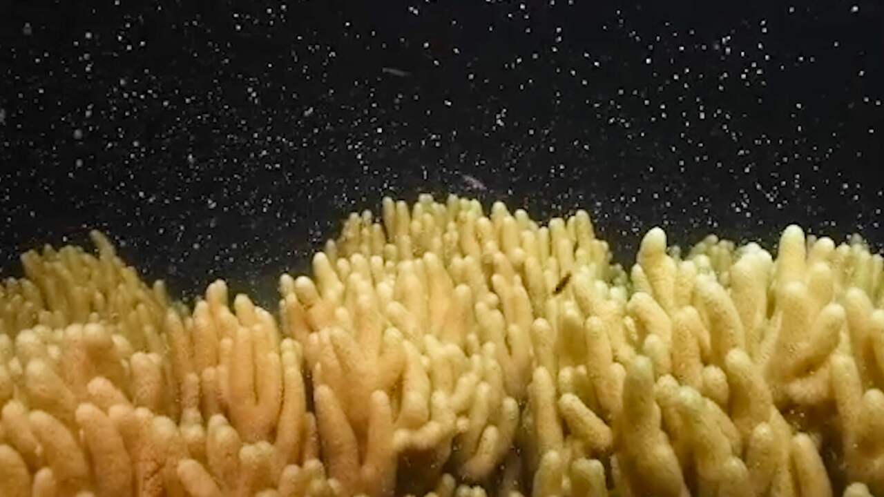 Beeld uit video: Duiker filmt hoe koraal in Great Barrier Reef zich massaal voortplant