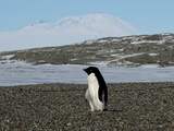 Duizenden pinguïnkuikens doodgehongerd in 'catastrofaal' broedseizoen