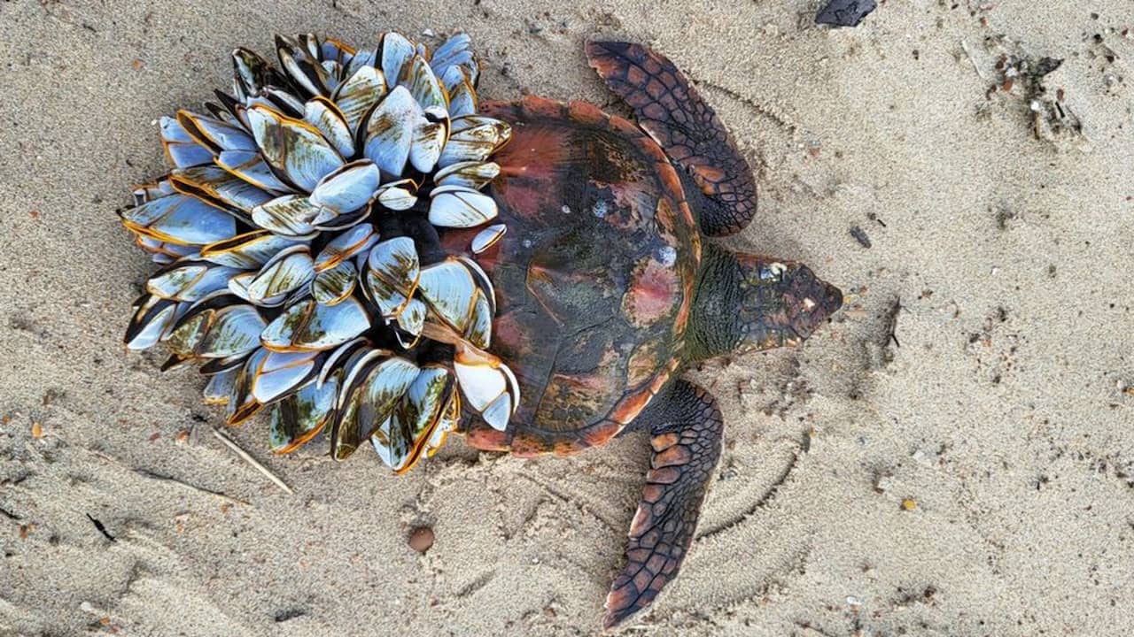 Beeld uit video: Twee zeldzame schildpadden aangespoeld op Nederlandse kust