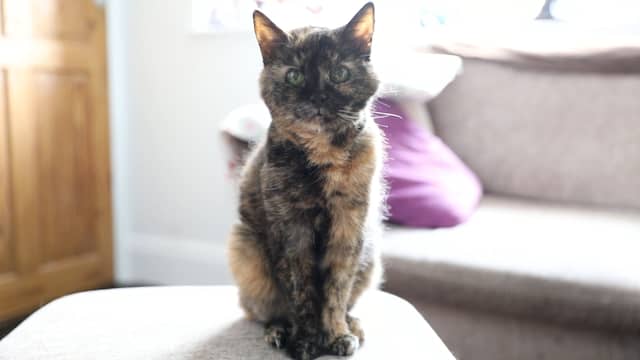 Brit claimt dat zijn Millie (29) de oudste kat ter wereld is