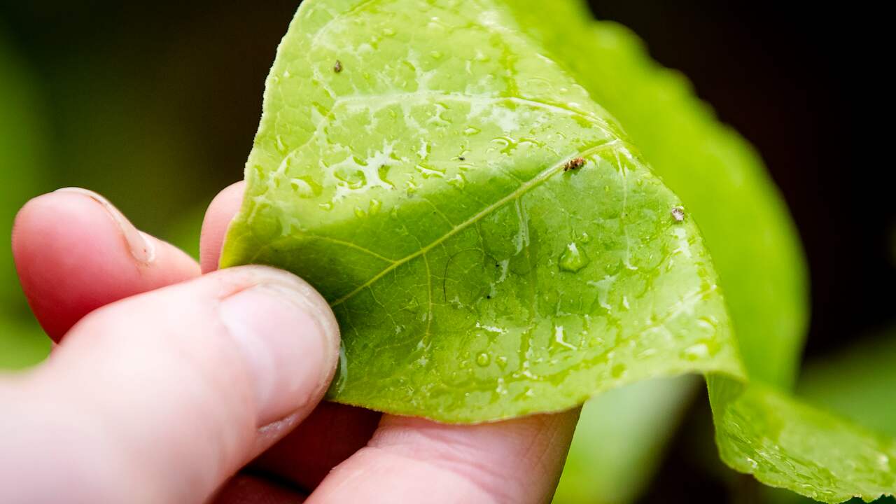 Voor de bestrijding van de duizendknoop zijn heel veel Japanse bladvlooien nodig.