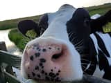 Maakt Nederlands 'poeder' tegen methaan koeien klimaatvriendelijker?