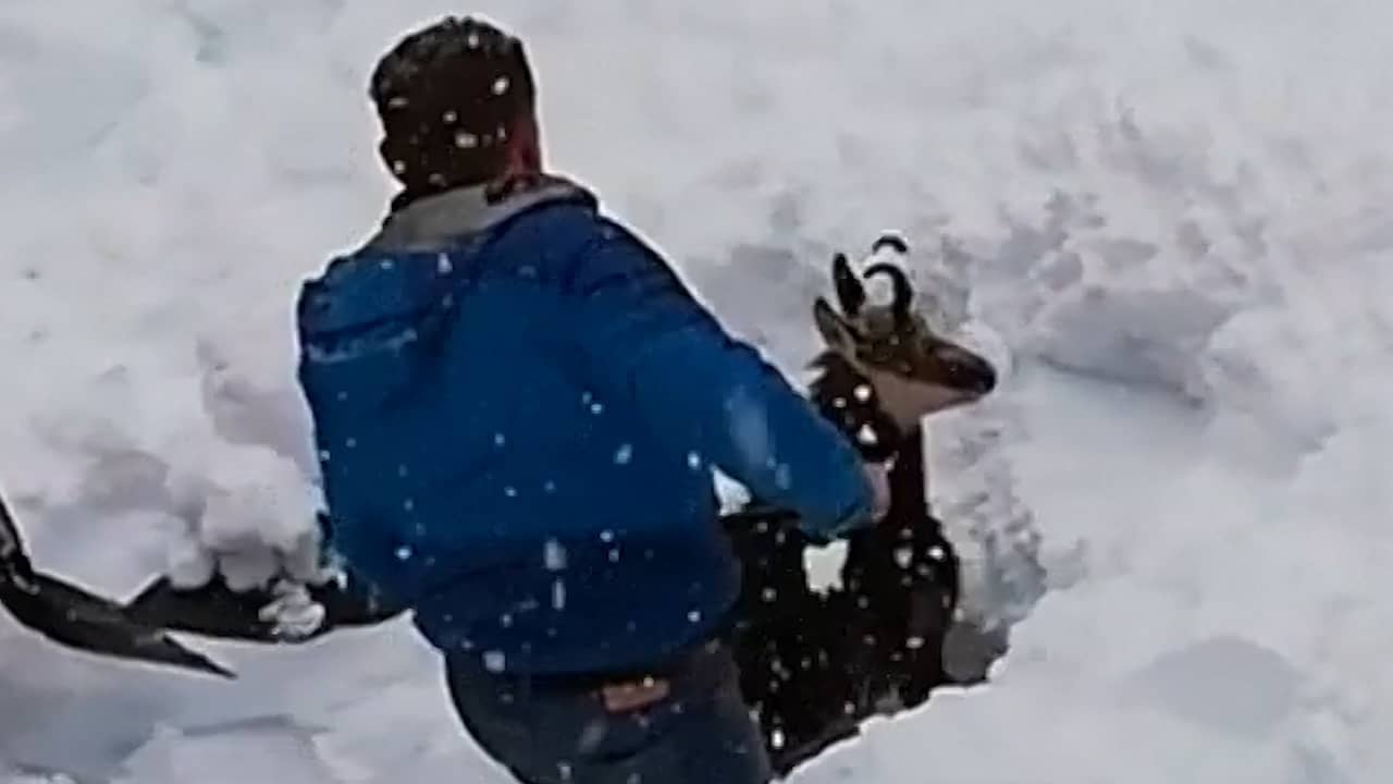 Beeld uit video: Oostenrijkse spoorwerker bevrijdt gems uit sneeuw