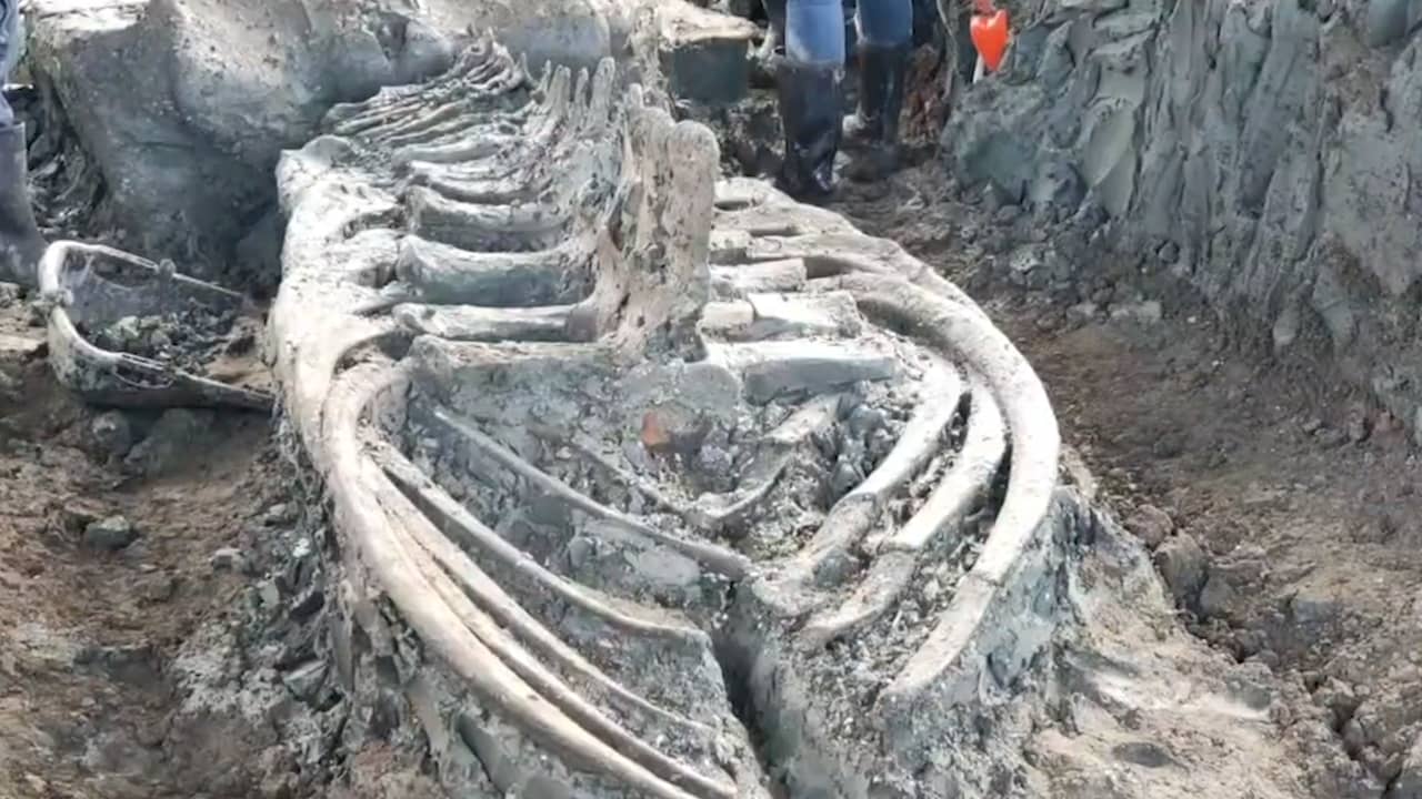 Beeld uit video: Archeologen in Thailand leggen duizenden jaren oud walvisskelet bloot