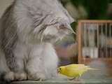 Australische katten doden per dag miljoen vogels