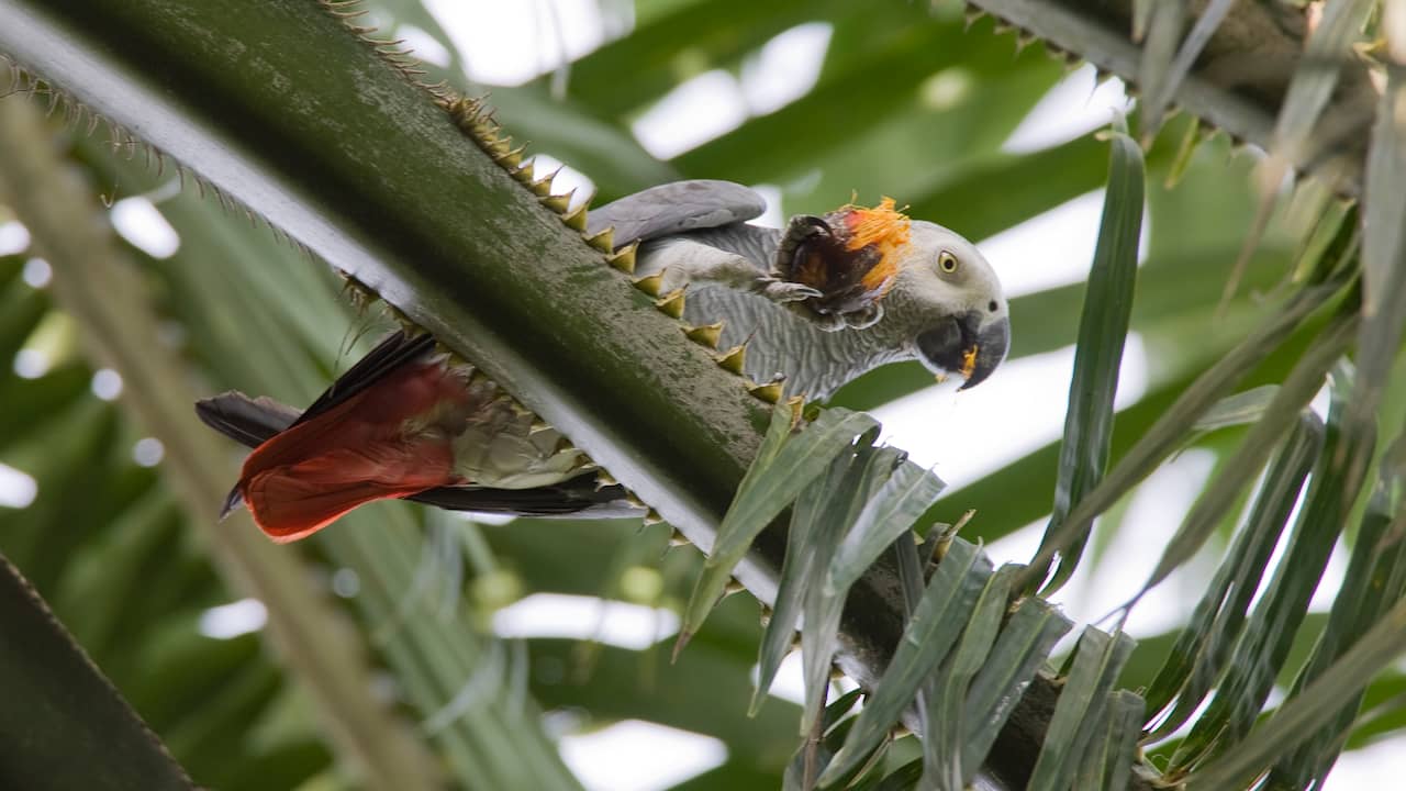 UK Zoo Relocates Parrots That Are Constantly Killing Visitors |  NOW