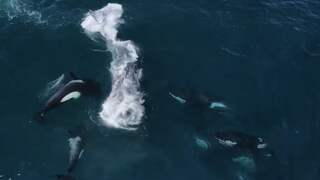 Unieke dronebeelden tonen aanval van orka's op grijze walvissen
