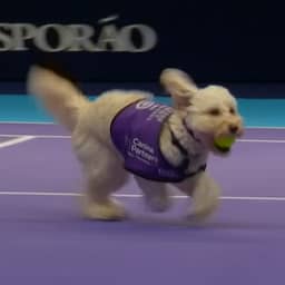 Honden rapen ballen op bij toernooi oud-tennisprofs in Londen