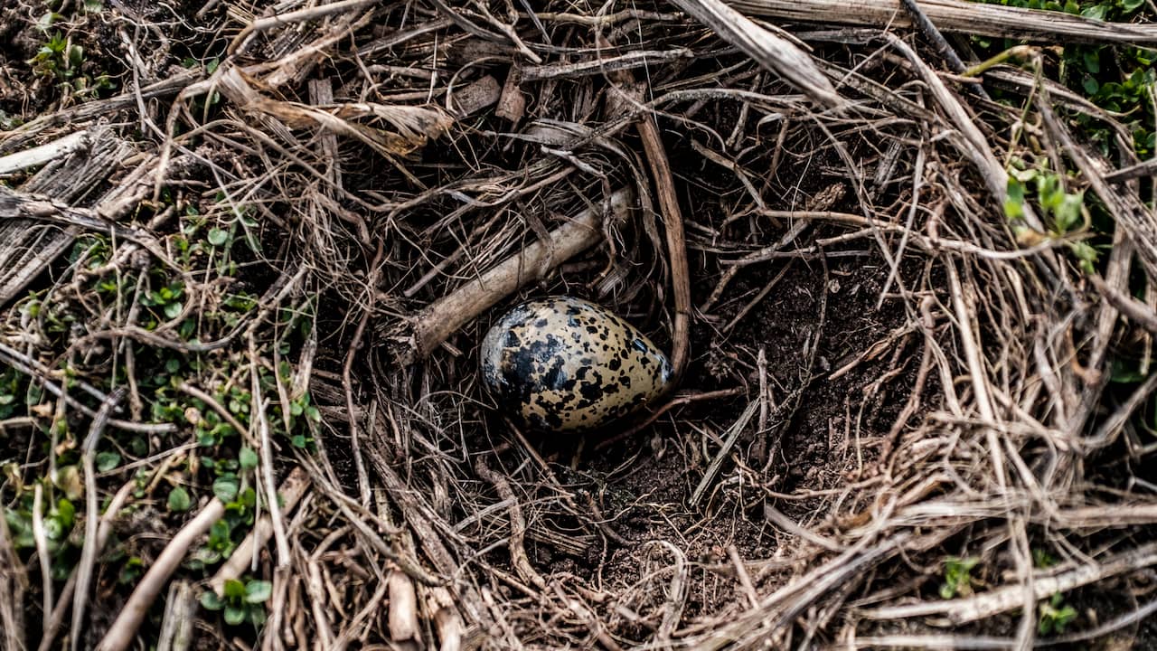 Number of bird nests in open farmland from which at least one young has fallen |  NOW