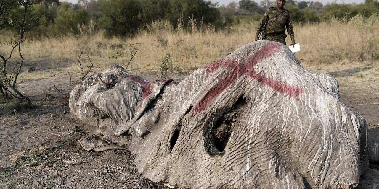 Botswana overweegt verbod op olifantenjacht op te heffen