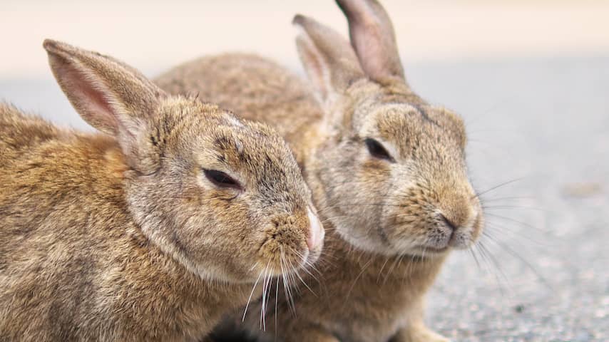 Den Bosch moet aanpak konijnenoverlast uitstellen vanwege paartijd
