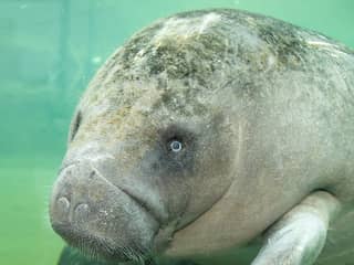 Burgers' Zoo verwacht in Europa zeldzame geboorte van zeekoe