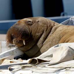 Genoeg geld opgehaald voor standbeeld van gedode walrus Freya
