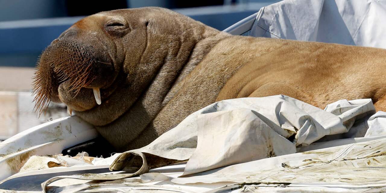 Genoeg geld opgehaald voor standbeeld van gedode walrus Freya