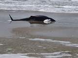 Tientallen dode bruinvissen aangespoeld op Waddeneilanden