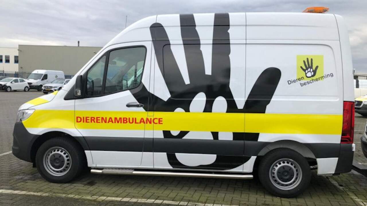 Fokker houdt 91 katten in huis en caravan, gemeente Helmond legt dwangsom op