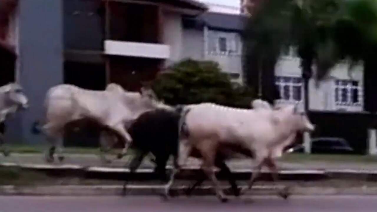 Beeld uit video: Loslopende koeien vallen mensen aan in Boliviaanse stad