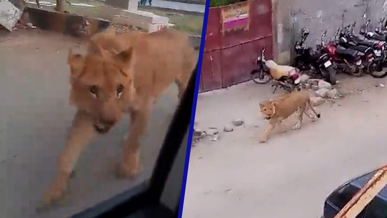 Beeld uit video: Ontsnapte leeuw veroorzaakt paniek in Pakistaanse miljoenenstad